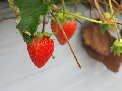 P1013454