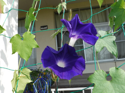 DSCF8678